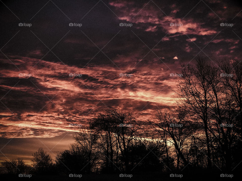 Sunset through trees