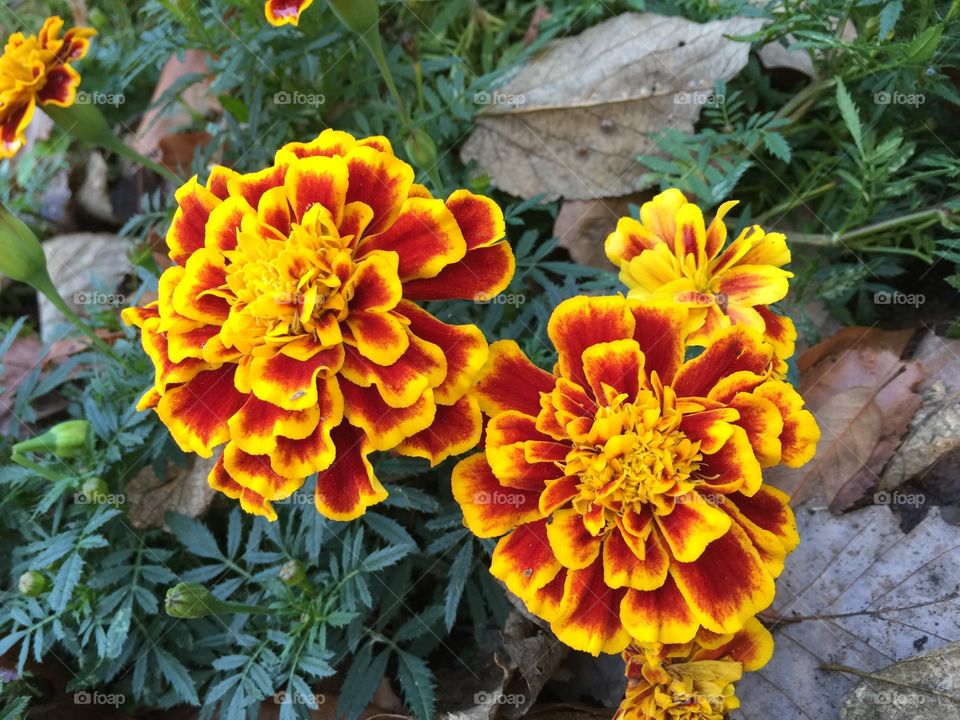 French marigold flowers