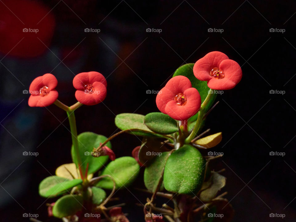 Increíbles flores rojas tomadas en primer plano dónde podemos apreciar todo su esplendor de color con fondo desenfocado