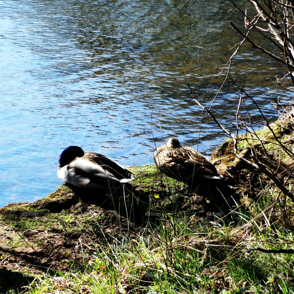 ducks.  Ducks lake in Wollaton Park