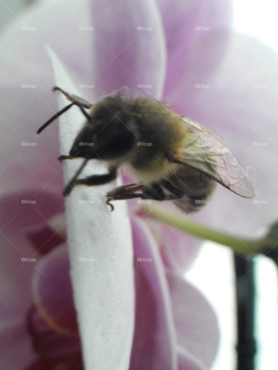 bee