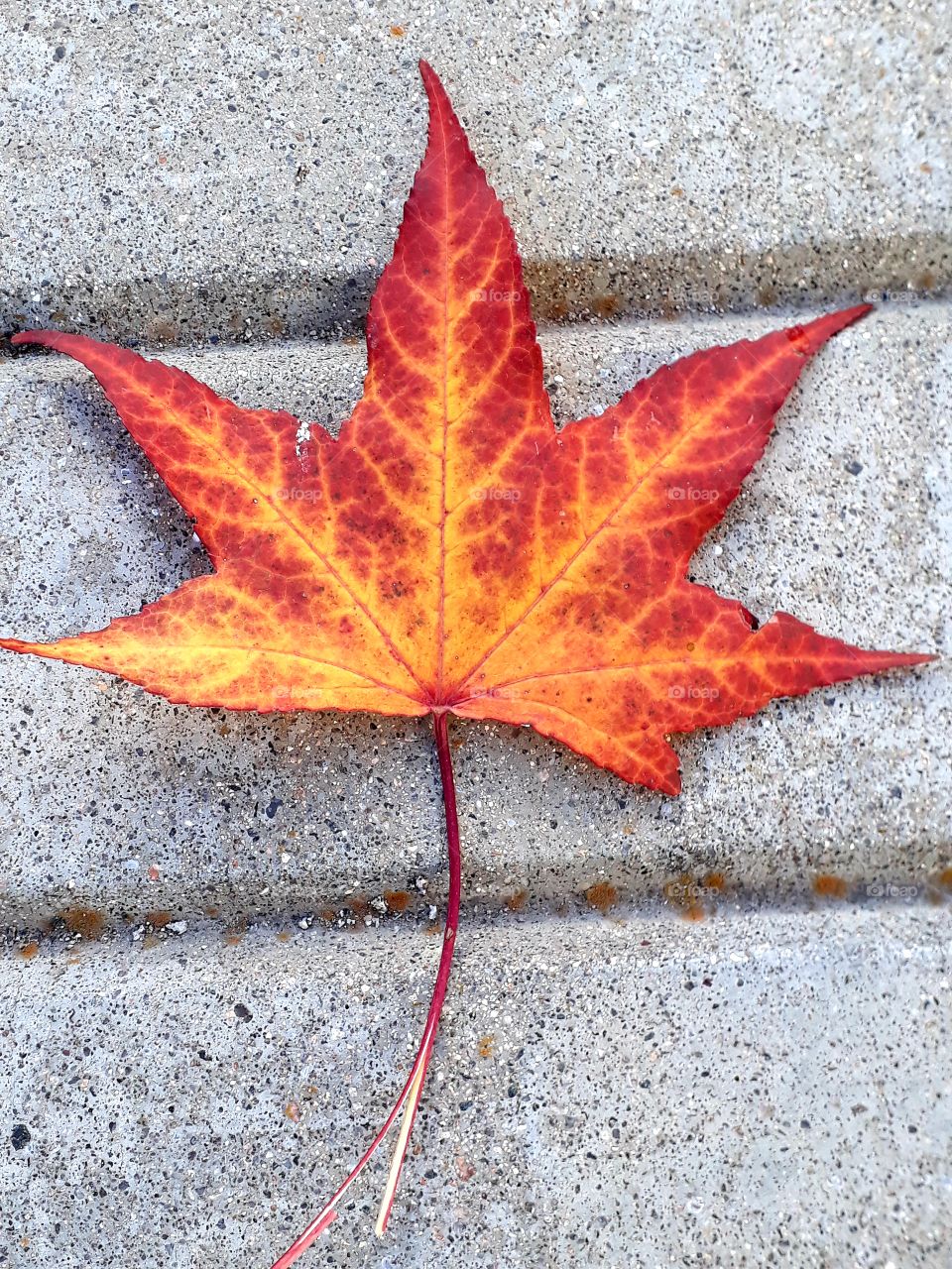 Autumn leaf