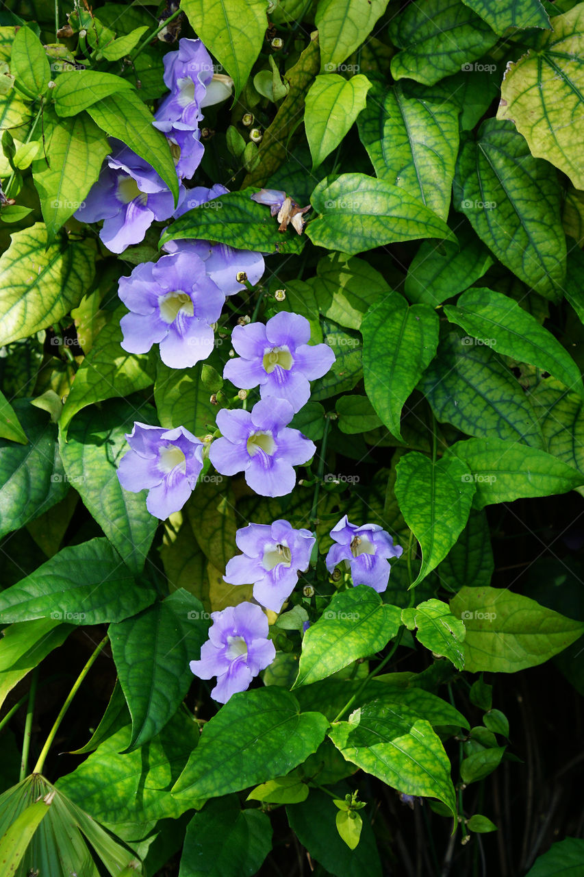 Violet flowers