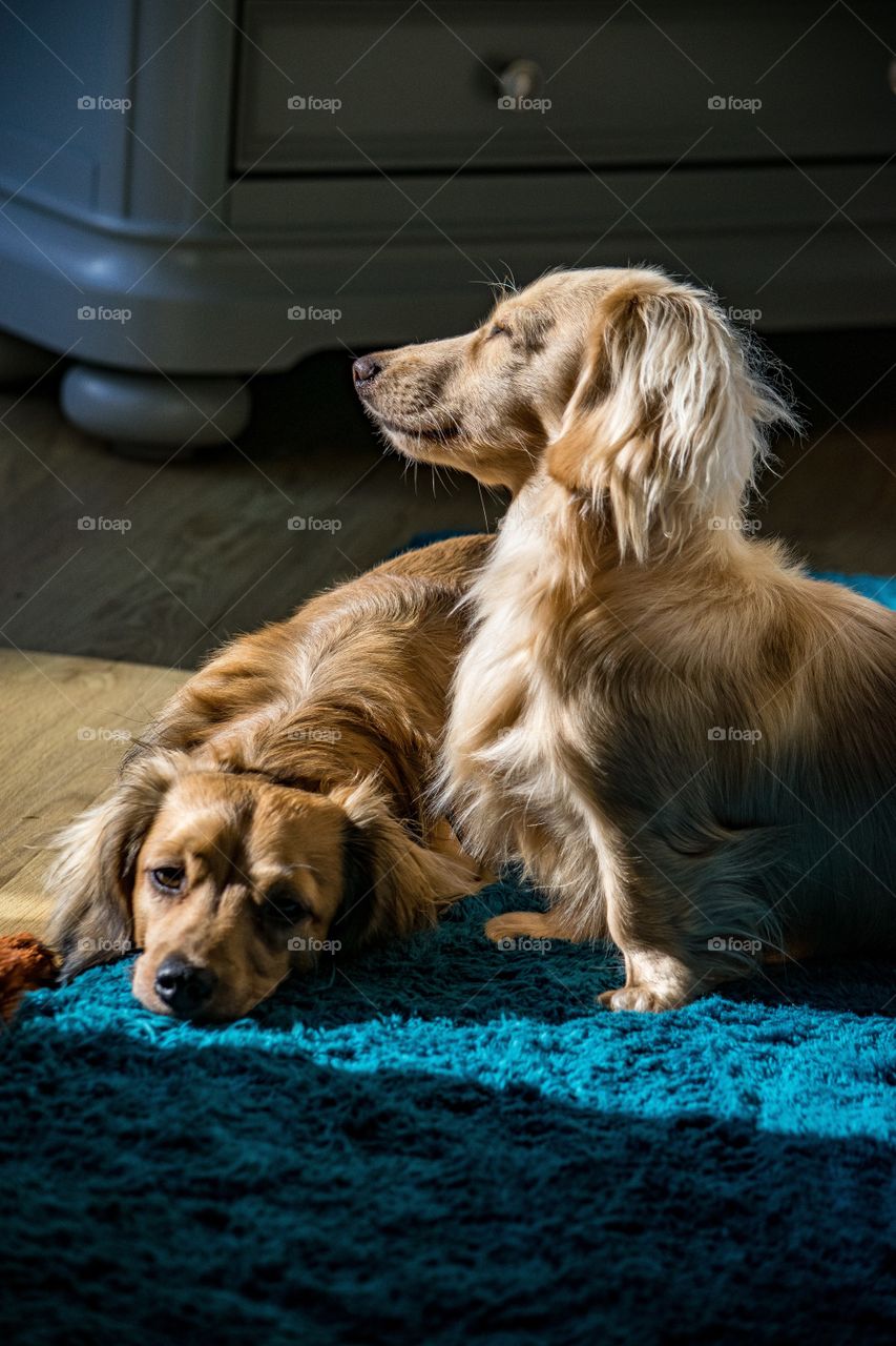 dachshund brothers