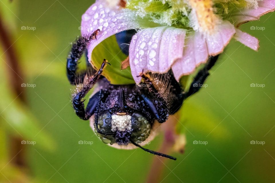 A male carpenter bee is covered with dew droplets. 