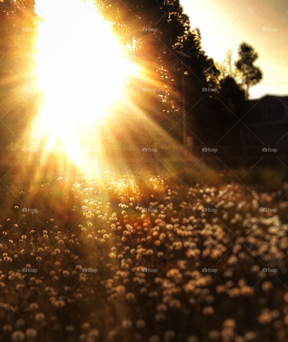 Dandelion Sunset 