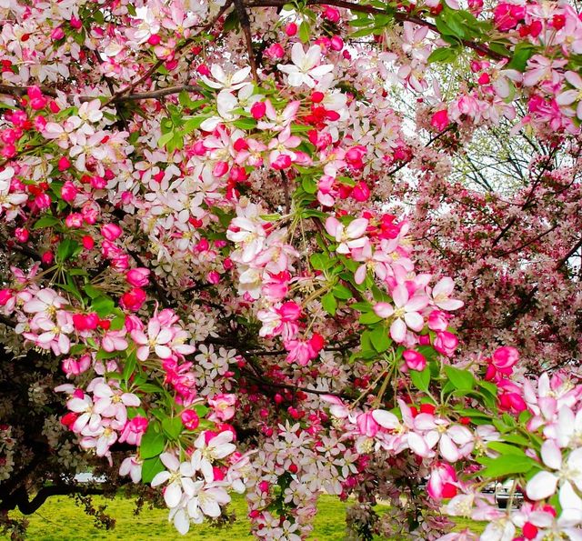 Cherry blossoms
