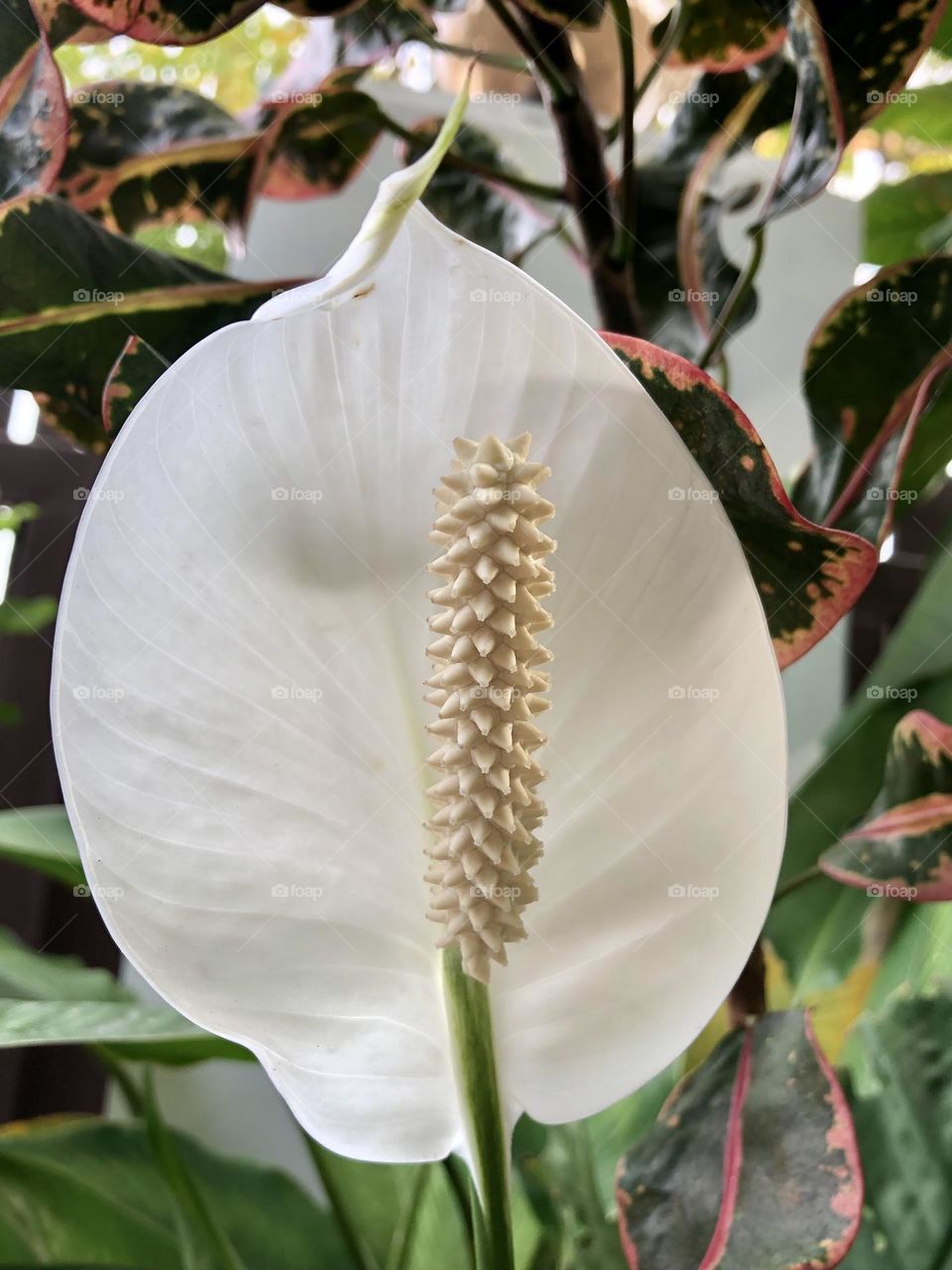 Flower # sloe # aloe flower # white is beautiful 