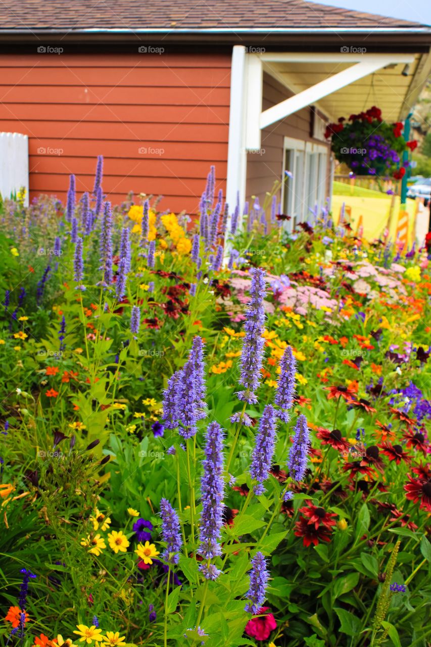 Wild flowers in the city