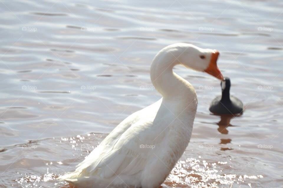 Duck 