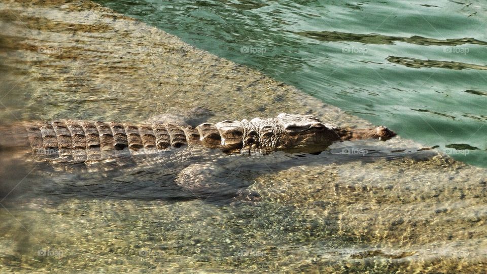 An Alligator relaxing in water