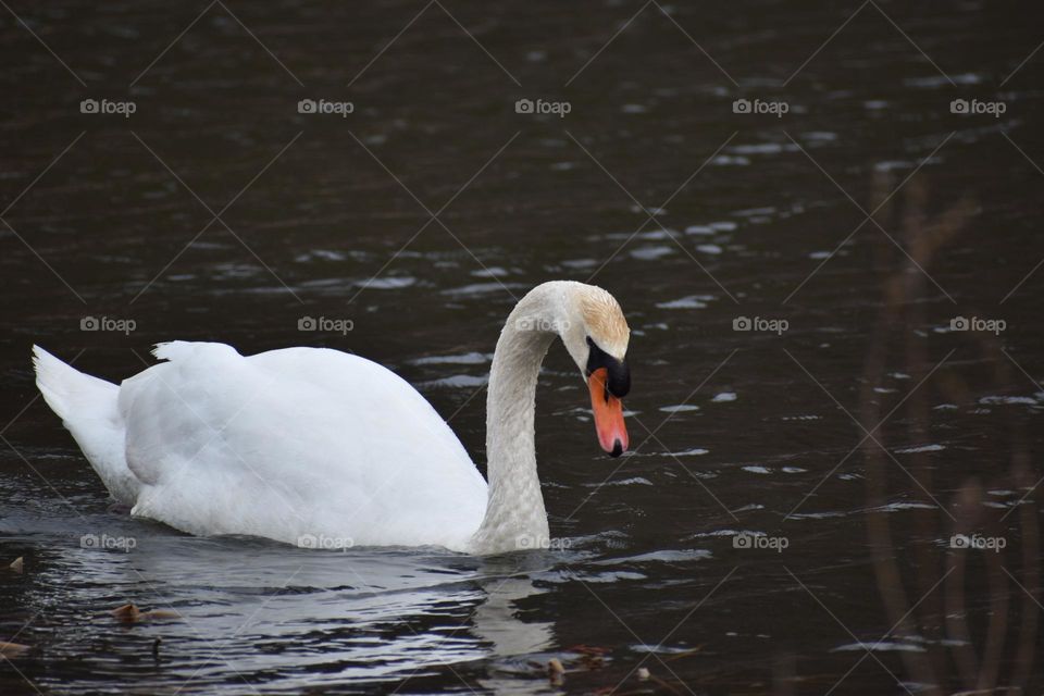 A swan searches for his mate