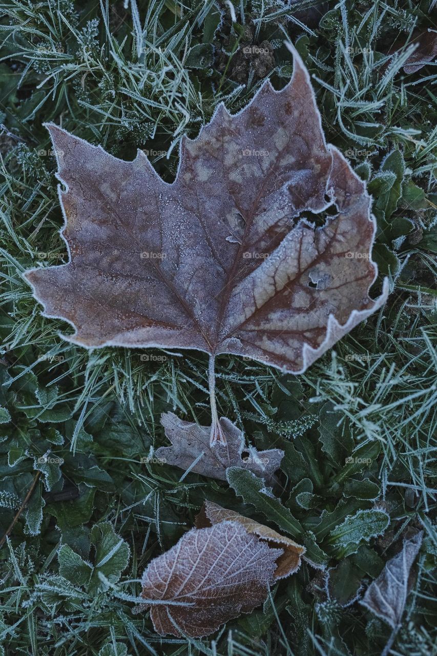 Frosty Marvels, nature’s icy Artistry 