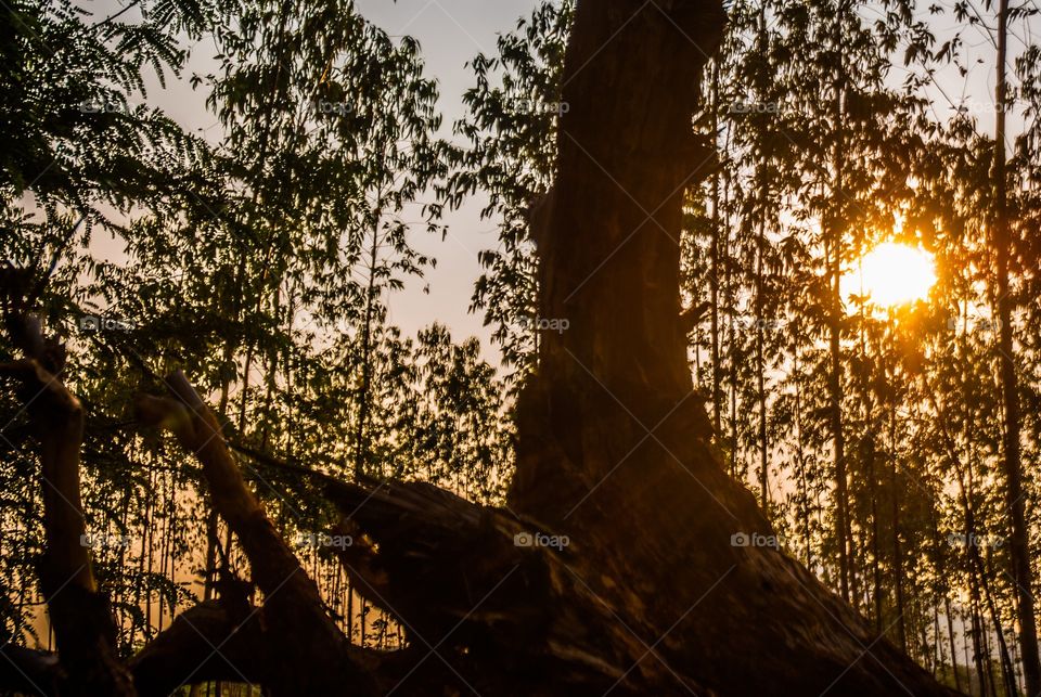 indian trees and forest 