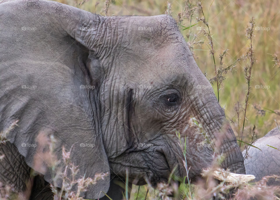 Closeup of elephant walking through tall grass