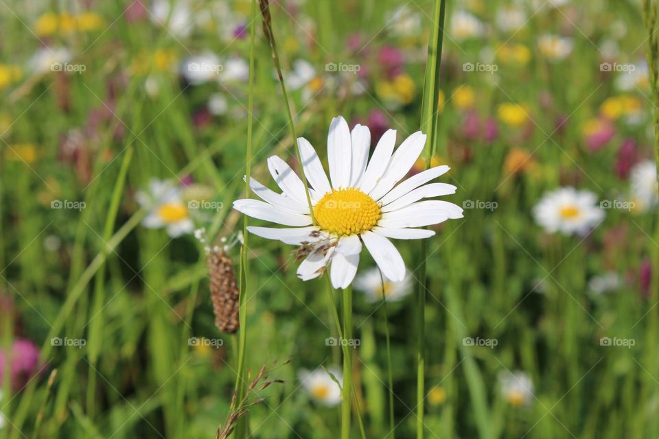 Wild flower meadows with daisies and clovers among many other flowers in the Carpathian mountains, Ukraine. 