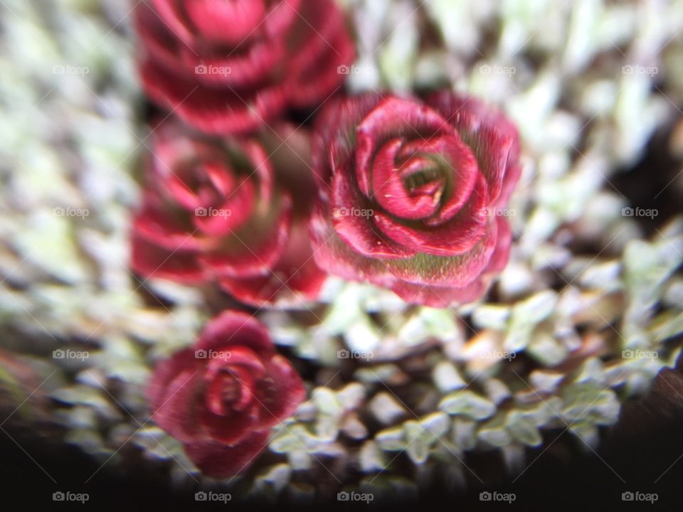 Patterns in nature.  Micro of succulents that look like red roses.
