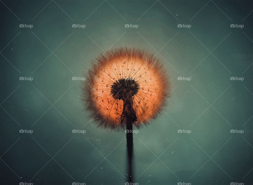 Sun behind dandelion