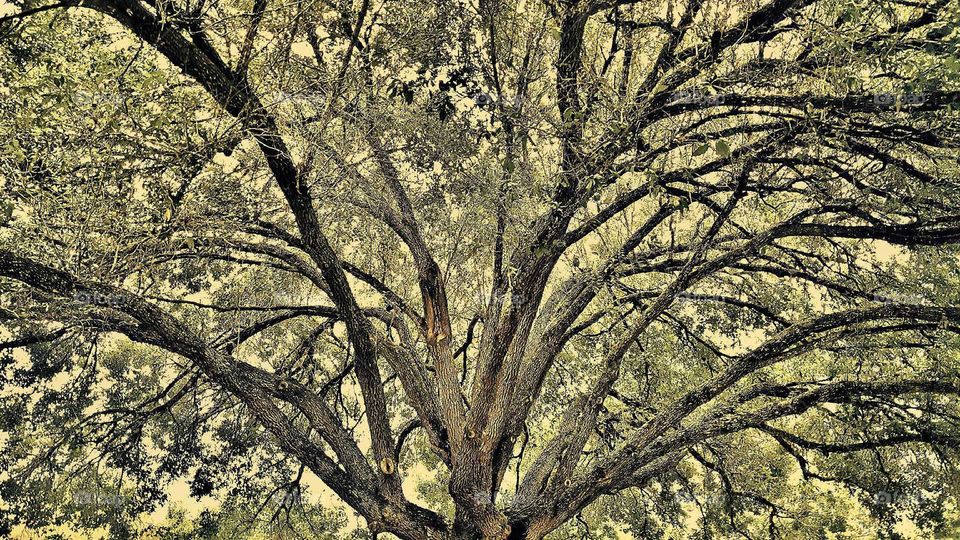 sprawling oak branches