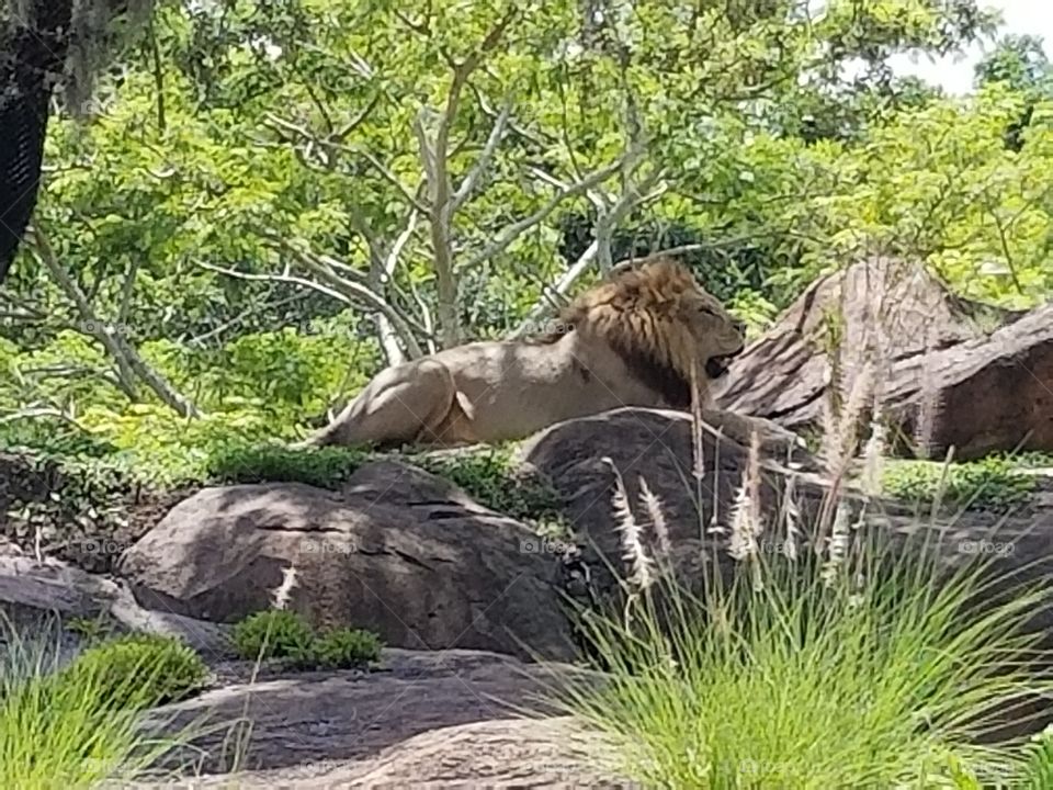 A lion takes a break from the summer sun at Animal Kingdom at the Walt Disney World Resort in Orlando, Florida.