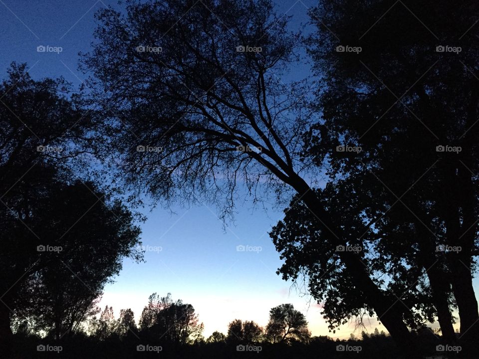 Looking up at the sky. Blue tones at dusk looking up through the tree branches