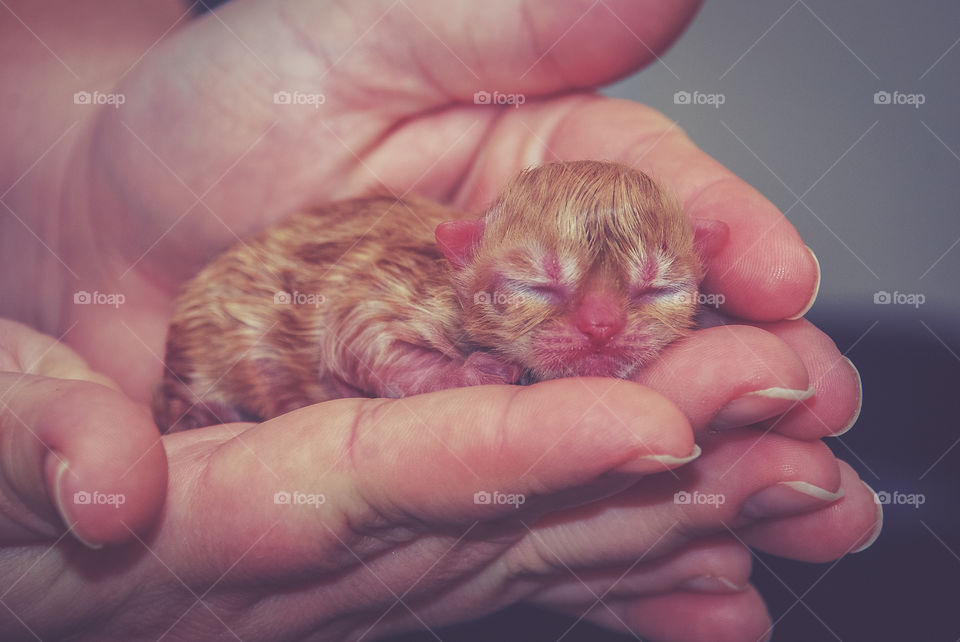Hand holding newborn kitten