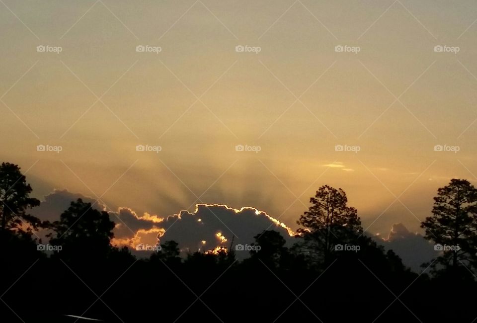 Sunrise in gold. Just happened to catch the split second before the sun rose above the trees