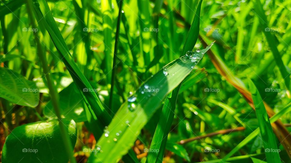 dew on grass 2