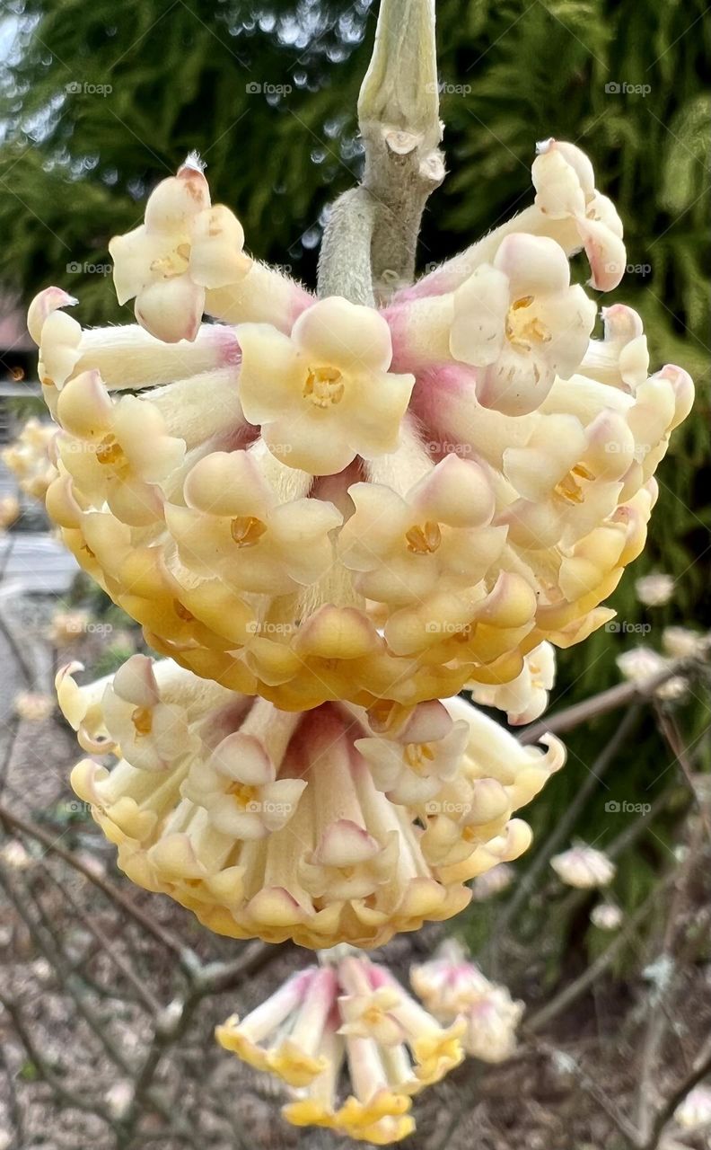 Yellow flowers in a cluster close up 