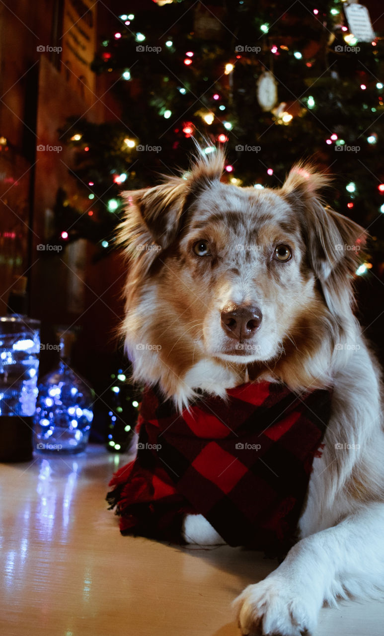Dog with bandana and Christmas tree