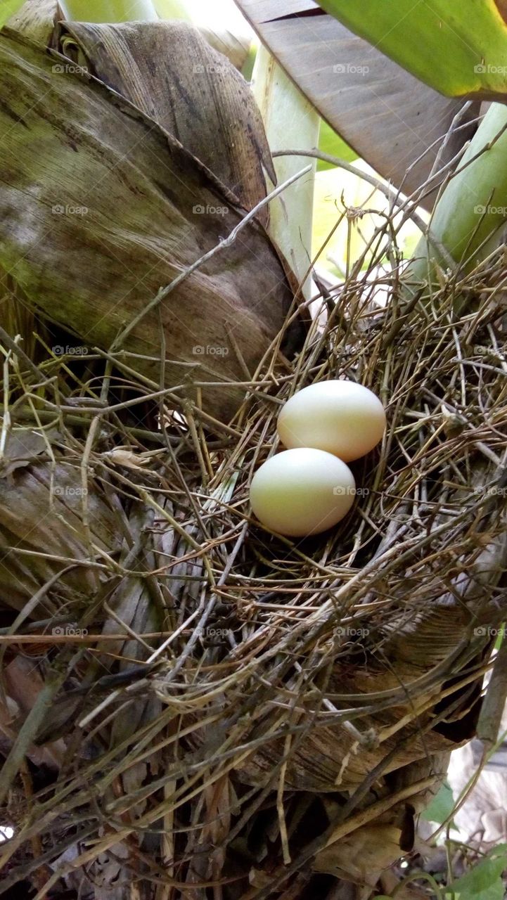 THE EGGS IN THE BIRD HOUSE.