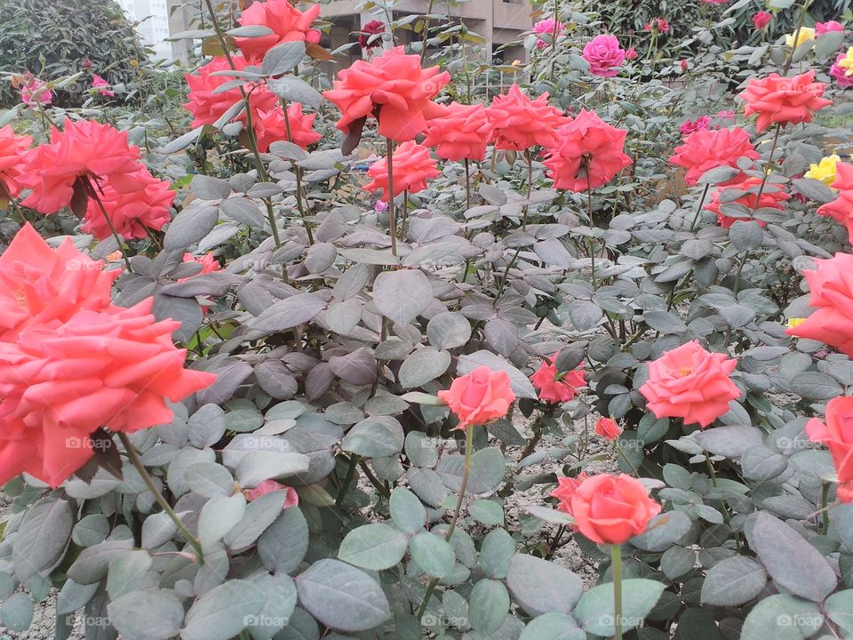 nice Rose garden