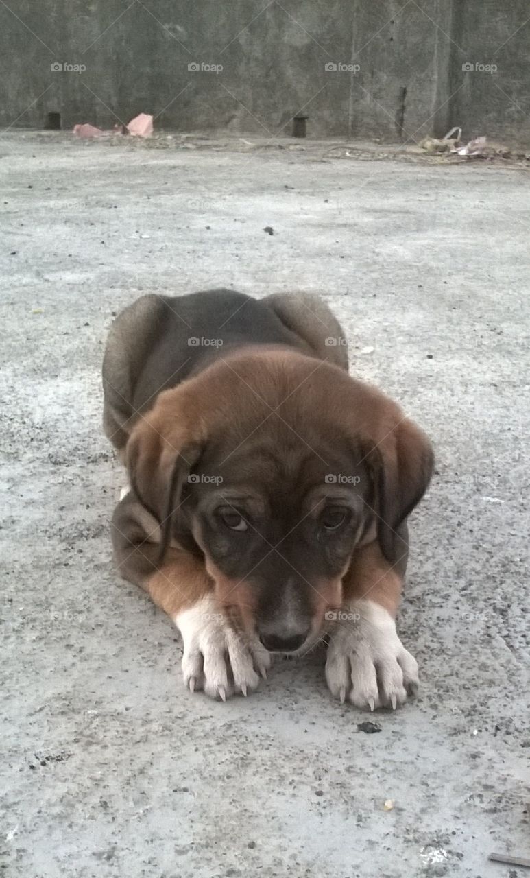 baby dog in my village home