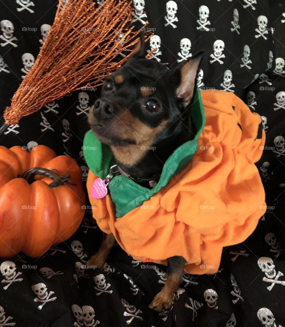 Halloween, Dog, Pumpkin, Mammal, Cute