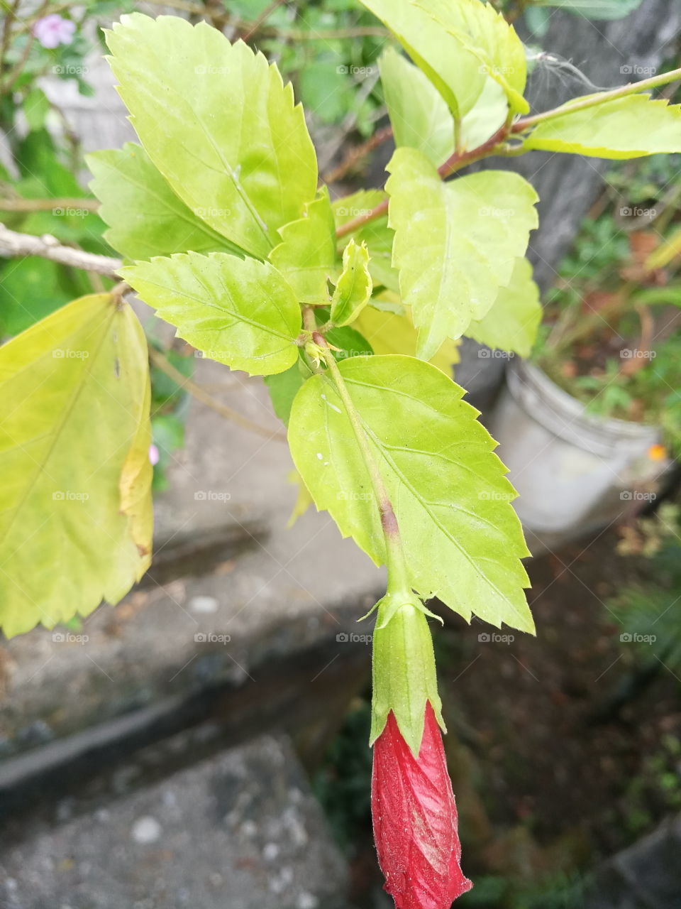 blooming... the next one