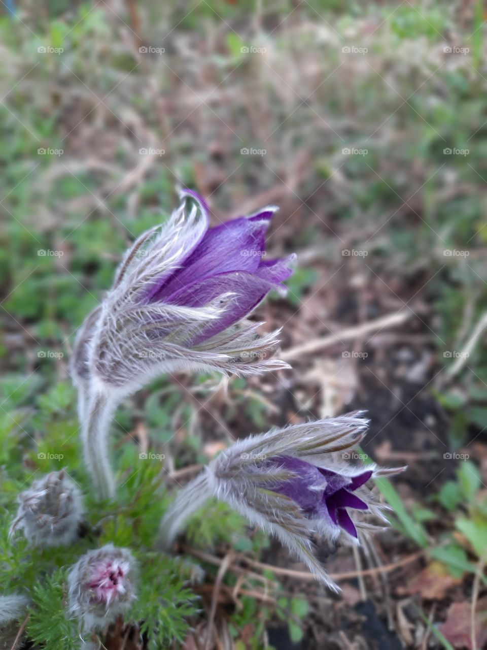 opening purple hairy  flowers of pulsatilla