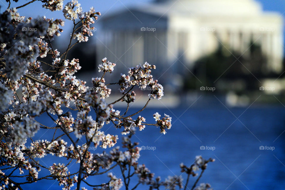 D.C. Cherry Blossom