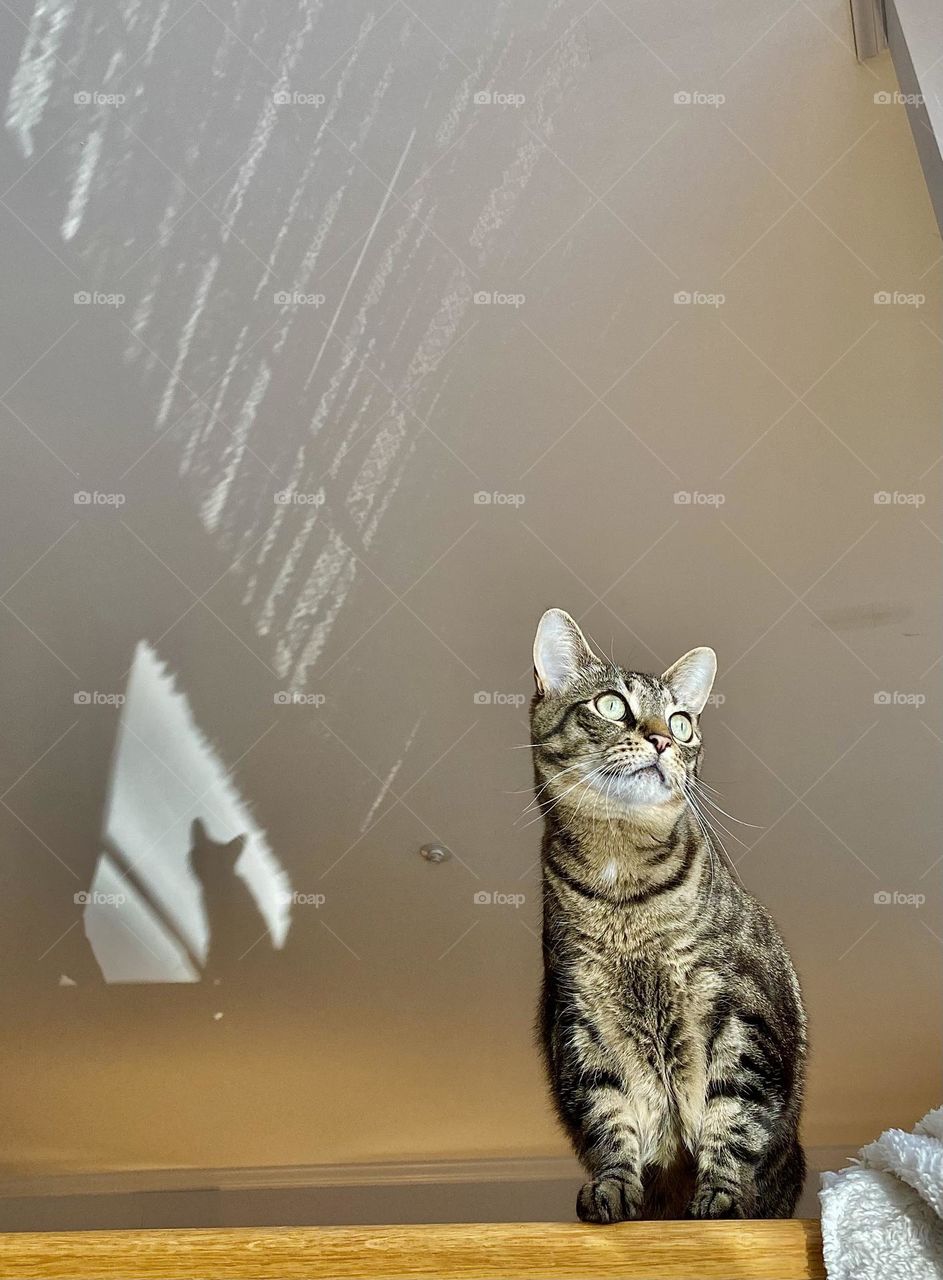 A cat sitting on a railing with her shadow on the ceiling