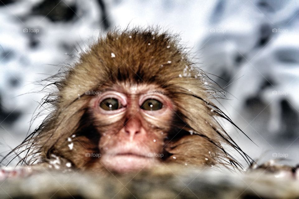 Japanese snow monkey chilling in hot spring . Japanese snow monkey chilling in hot spring 