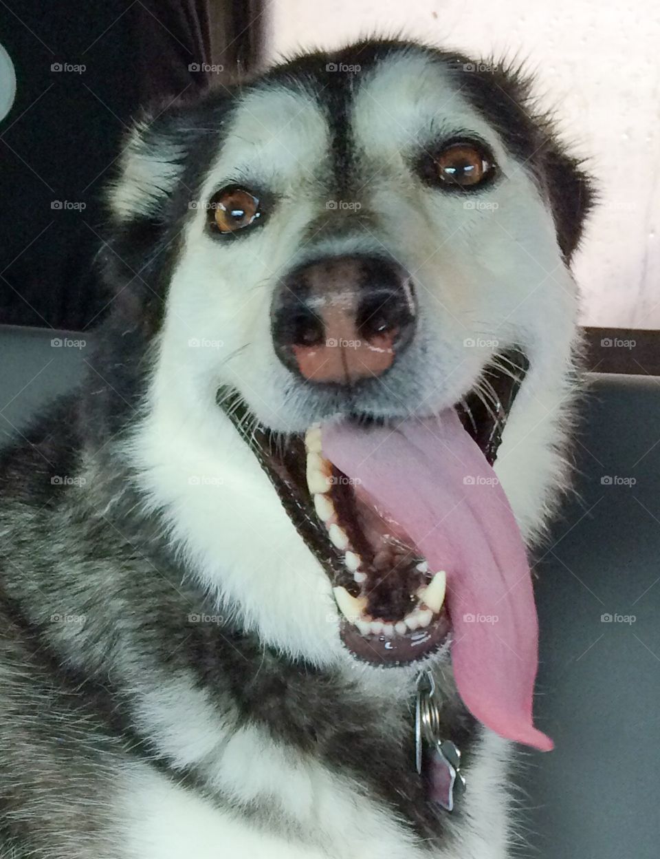 Husky. Kenai from Kodiak Alaska