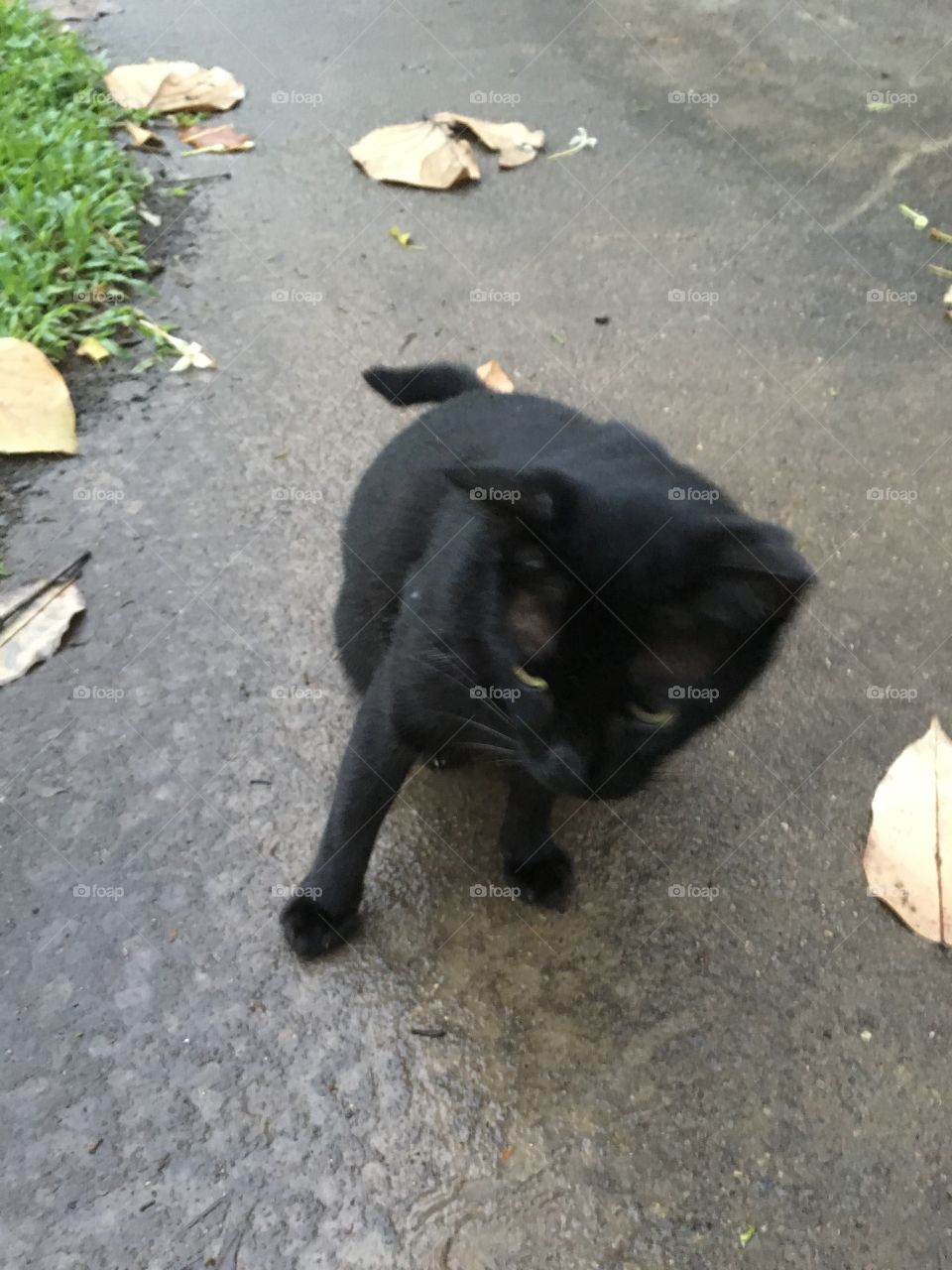Black cat. 