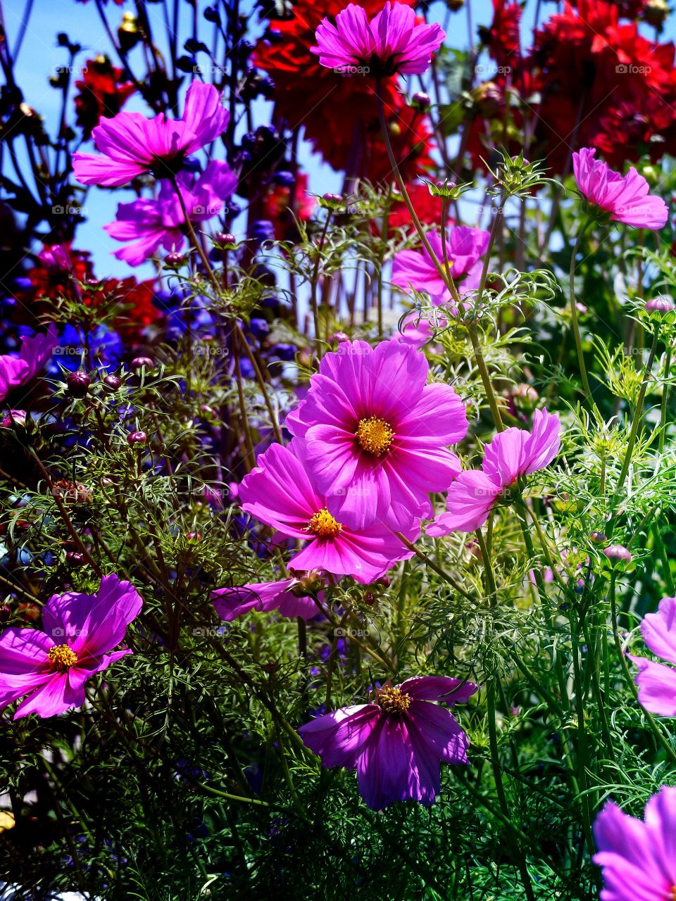 Mid view of flower garden 