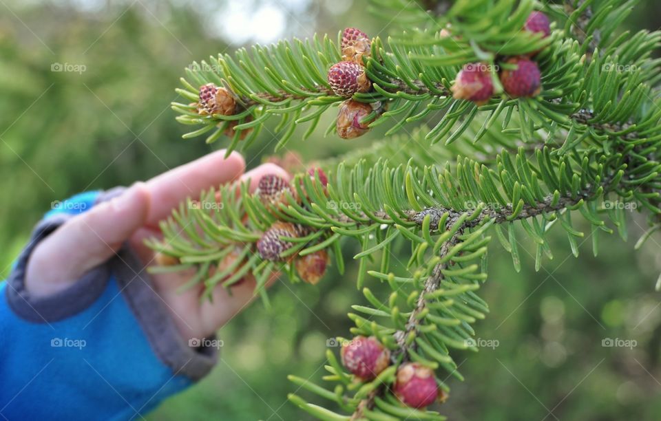 Spruce flowers
