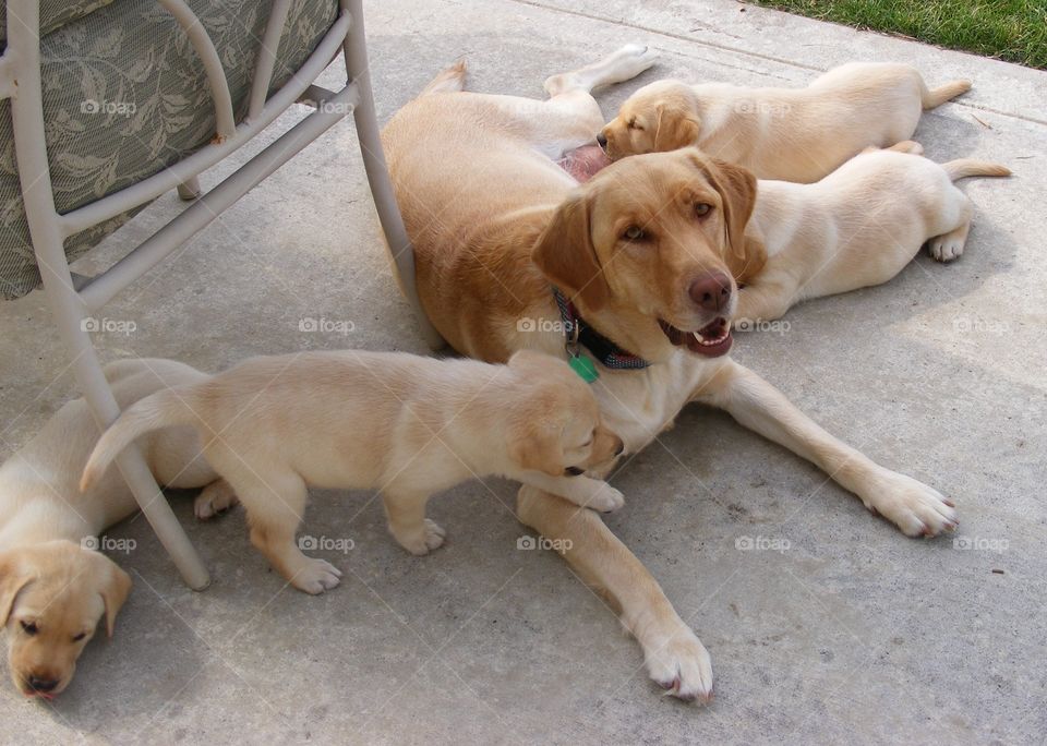 Yellow lab mother with puppies