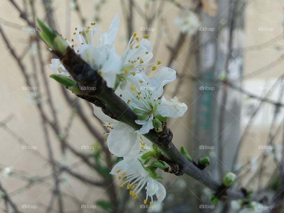 Flower, Tree, Branch, Cherry, Nature