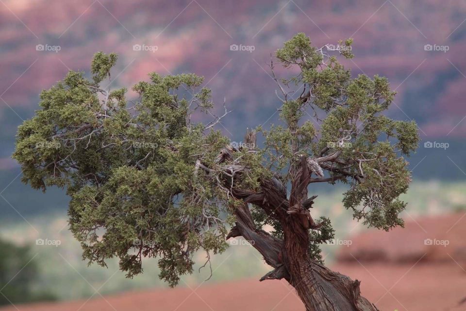 twisty tree in Sedona