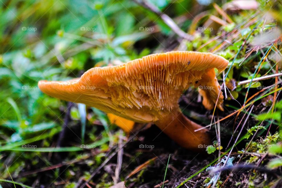 Chanterelle