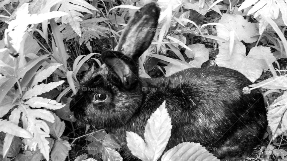 black rabbit