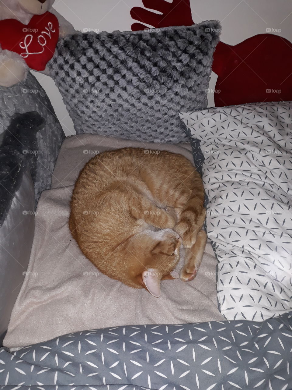 sleeping cat, sleeping hard, striped cat, striped pillow, pillow, colour pillow, good night, sleeping, sleapy cat, good mood, night sight, view, cat, home cat, pet, pets, indoor cat, indoor, fatty pillow, dreams, dream and sleeping
