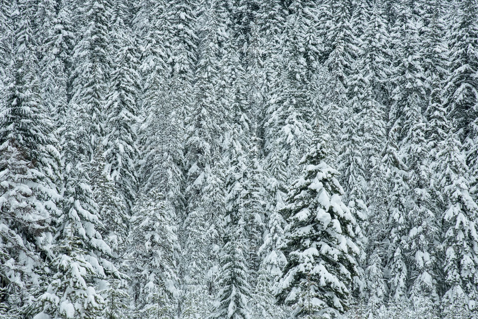 Winter Evergreen Forest